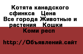 Котята канадского сфинкса › Цена ­ 15 - Все города Животные и растения » Кошки   . Коми респ.